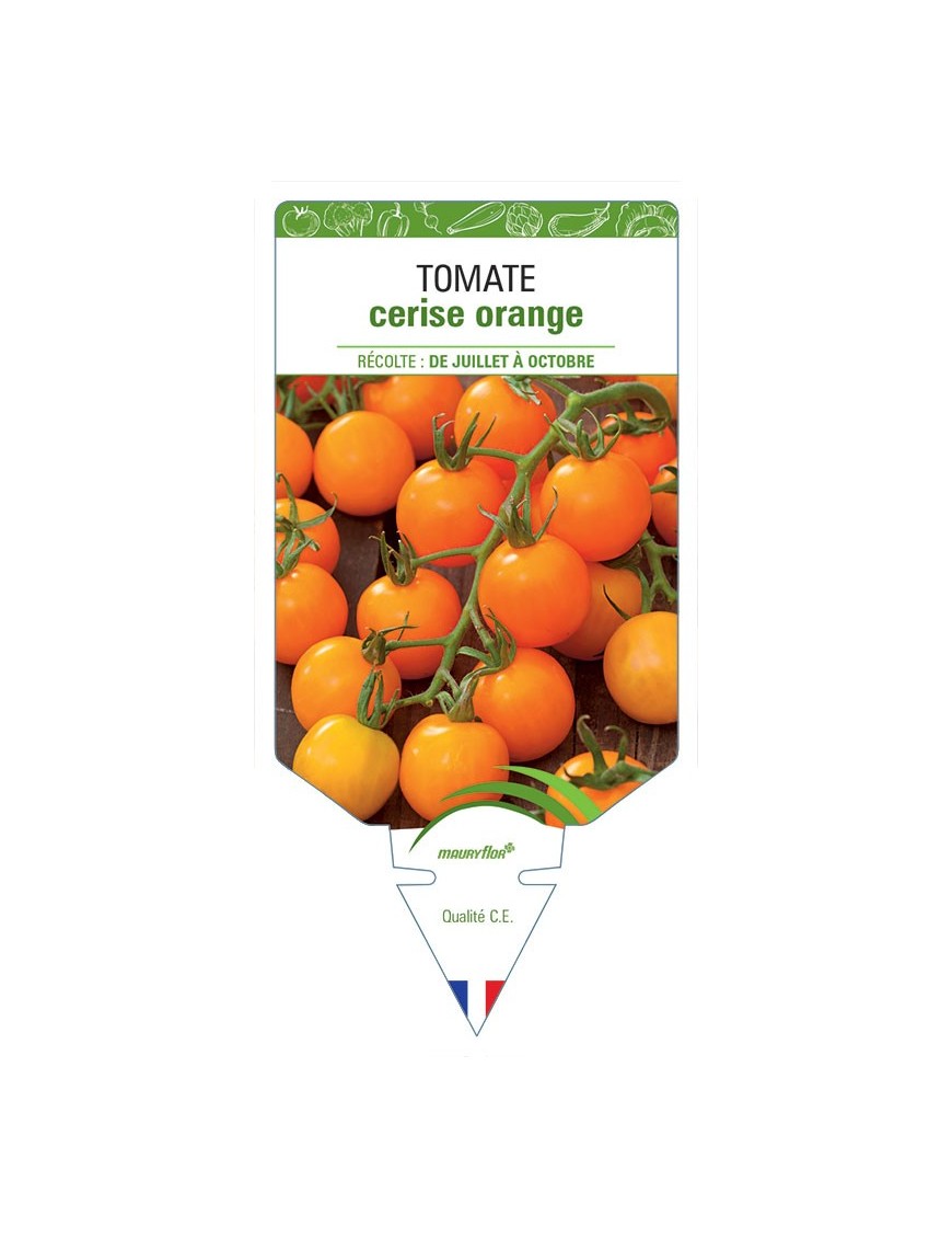 TOMATE CERISE (orange)