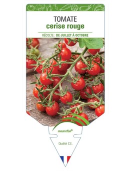 TOMATE CERISE (rouge)