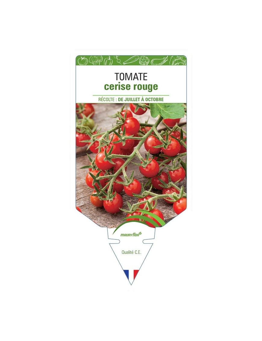 TOMATE CERISE (rouge)