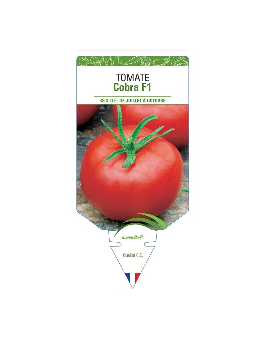 TOMATE COBRA F1