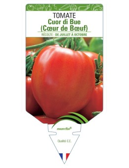 TOMATE CUOR DI BUE (COEUR DE BOEUF)