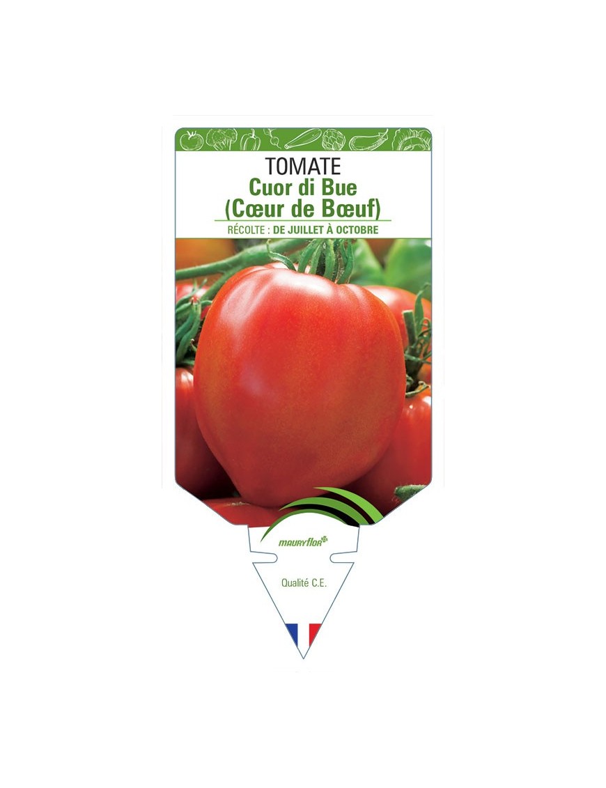 TOMATE CUOR DI BUE (COEUR DE BOEUF)