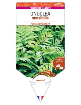ONOCLEA sensibilis
