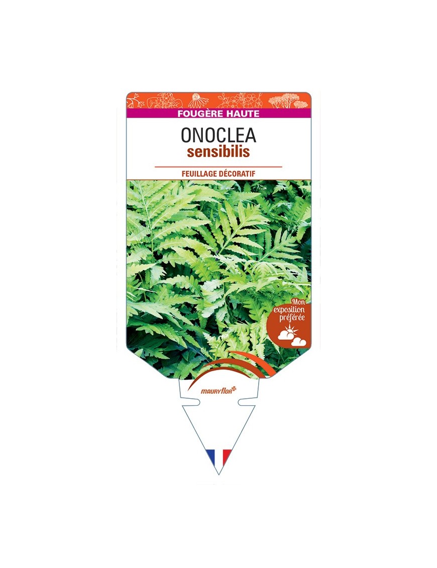 ONOCLEA sensibilis