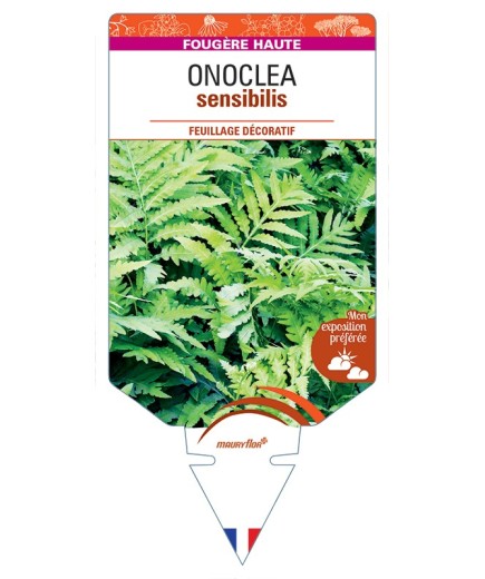 ONOCLEA sensibilis
