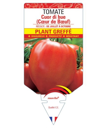 TOMATE CUOR DI BUE (COEUR DE BOEUF) PLANT GREFFÉ