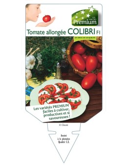 TOMATE ALLONGÉE COLIBRI F1