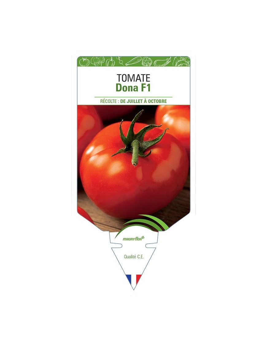 TOMATE DONA F1