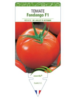 TOMATE FANDANGO F1