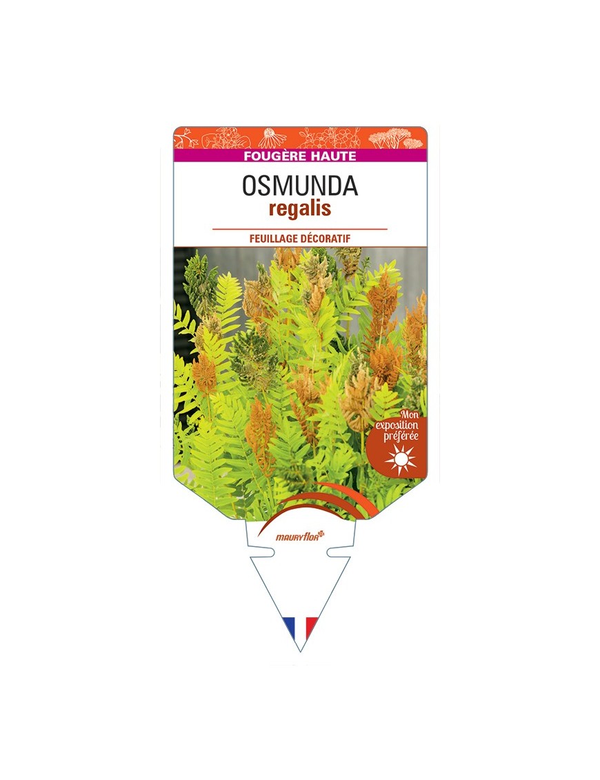 OSMUNDA regalis