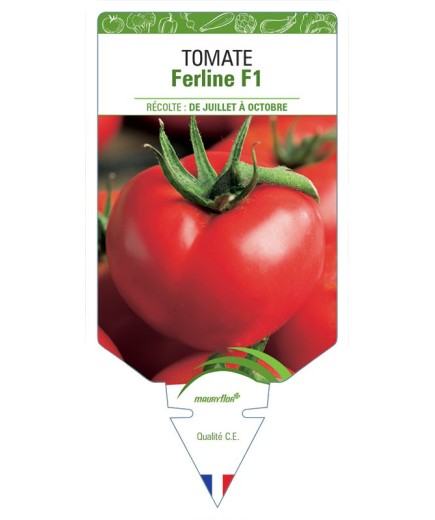 TOMATE FERLINE F1 *