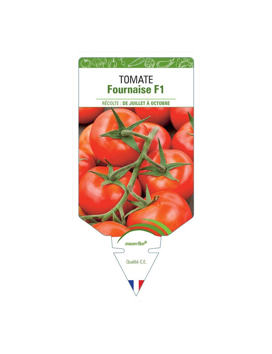 TOMATE FOURNAISE F1