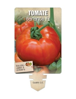 TOMATE GARANCE F1 *
