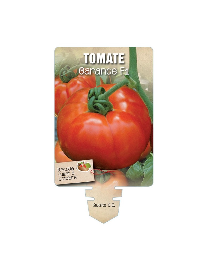TOMATE GARANCE F1 *