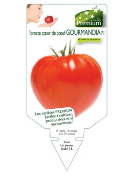TOMATE coeur de boeuf GOURMANDIA F1