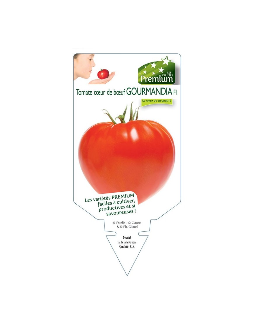 TOMATE coeur de boeuf GOURMANDIA F1