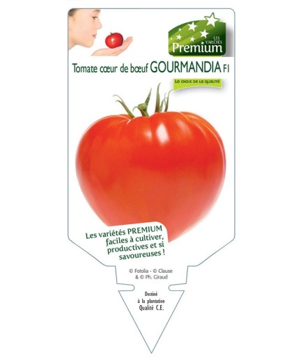 TOMATE coeur de boeuf GOURMANDIA F1
