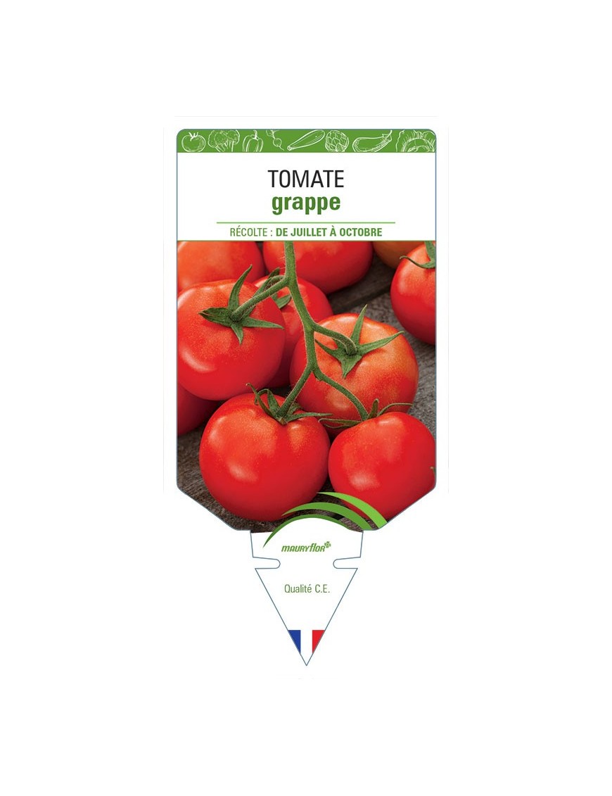 TOMATE GRAPPE
