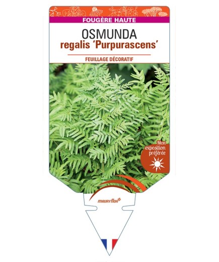 OSMUNDA regalis Purpurascens