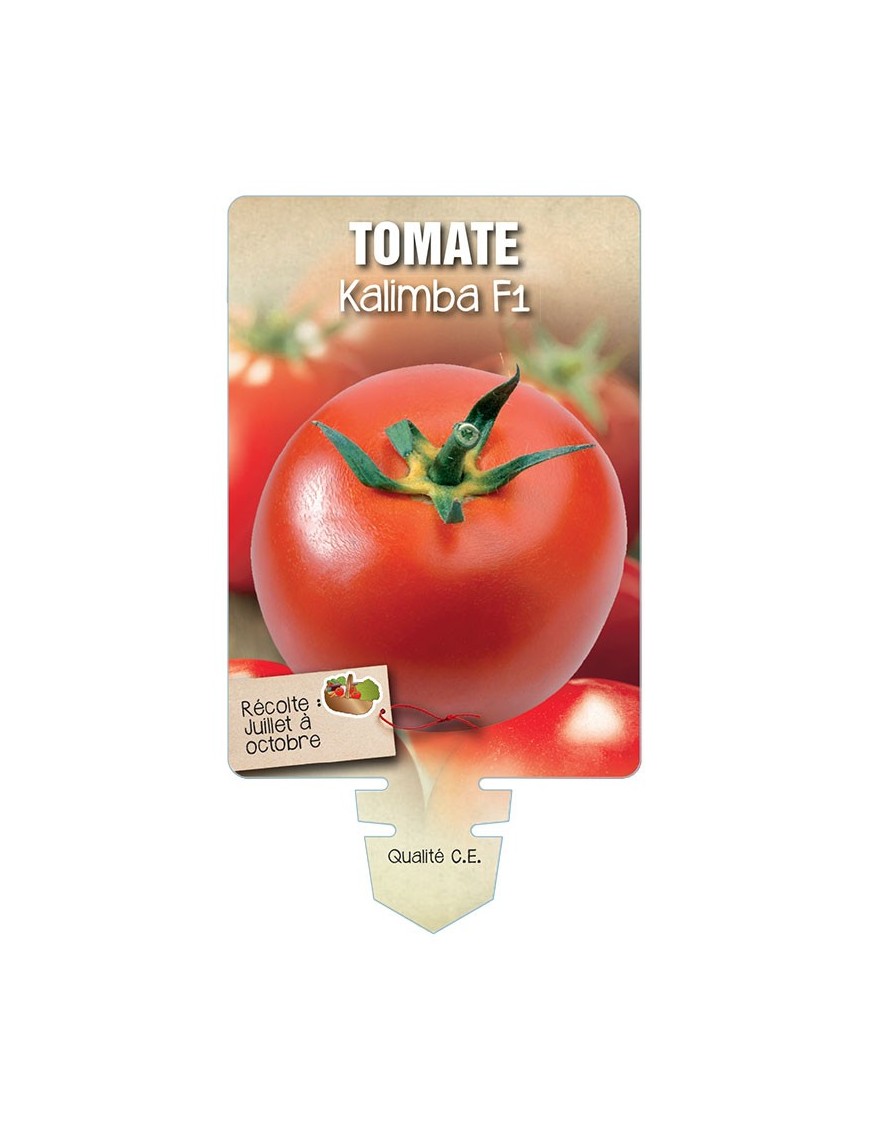 TOMATE KALIMBA F1 *