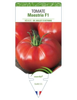 TOMATE MAESTRIA F1