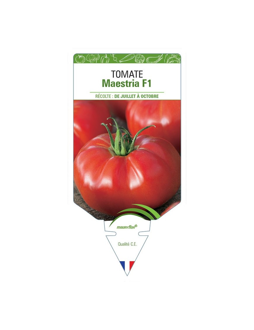 TOMATE MAESTRIA F1