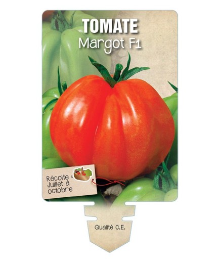 TOMATE MARGOT F1 *