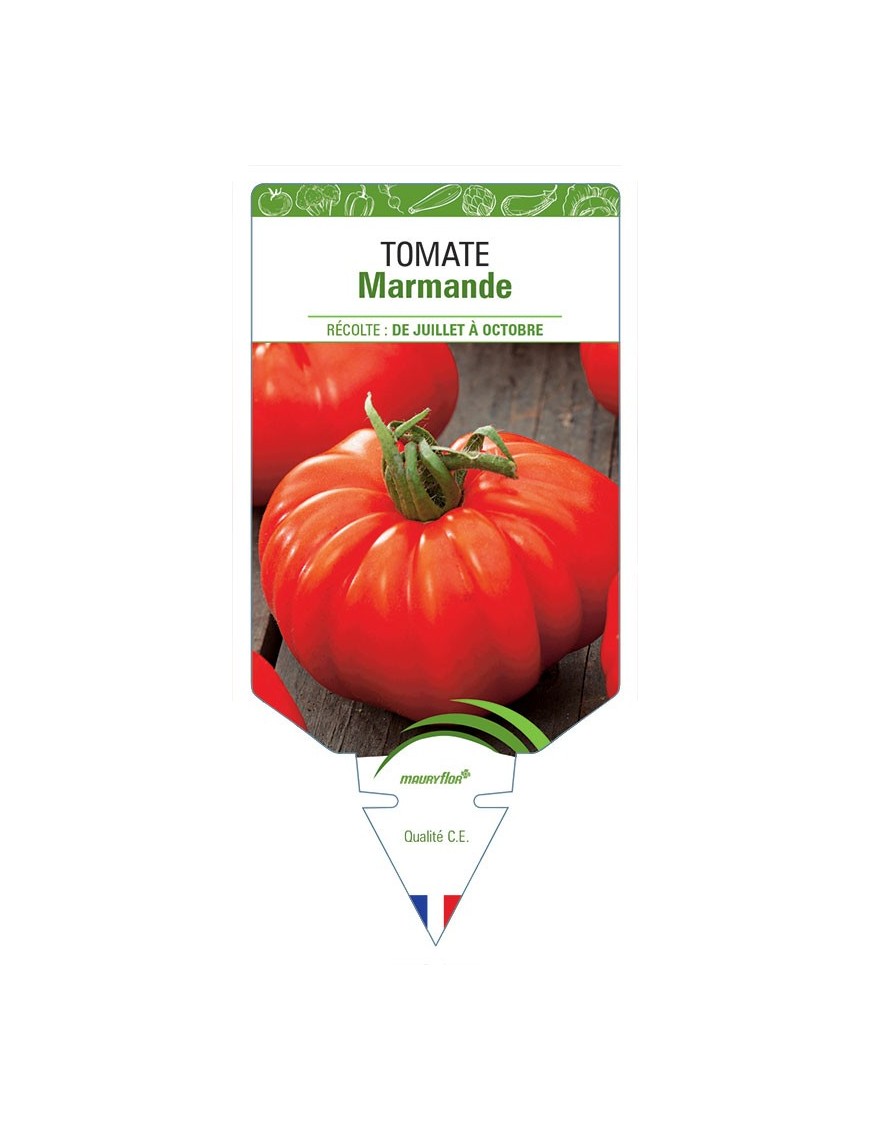 TOMATE MARMANDE