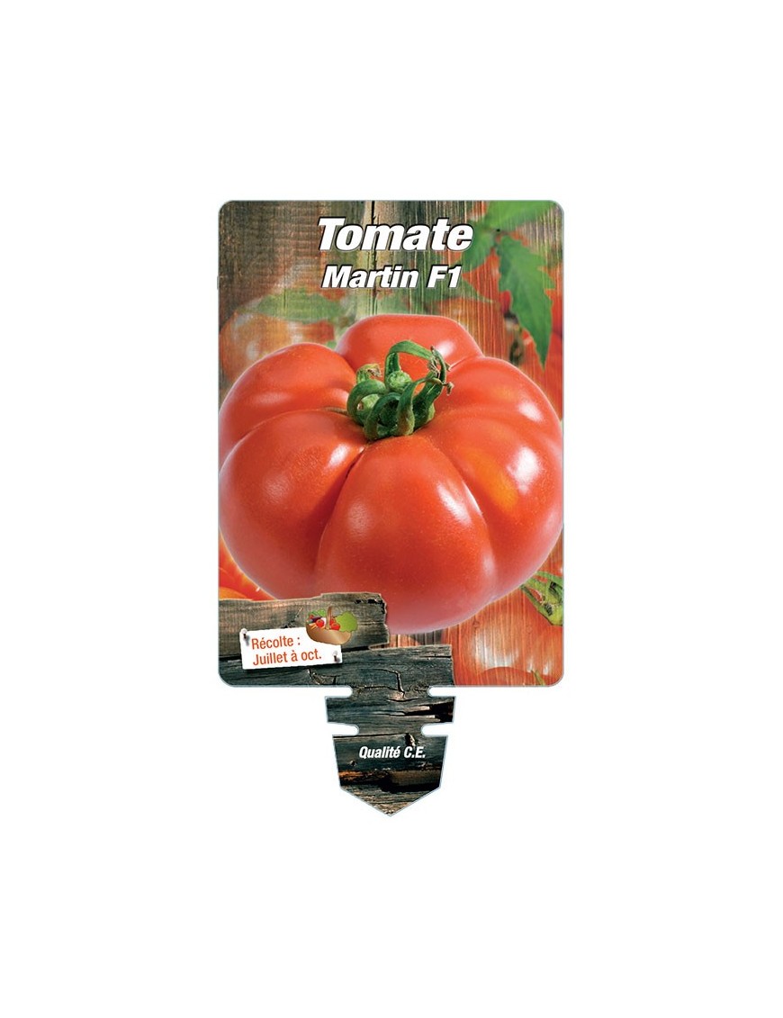 TOMATE MARTIN F1 *