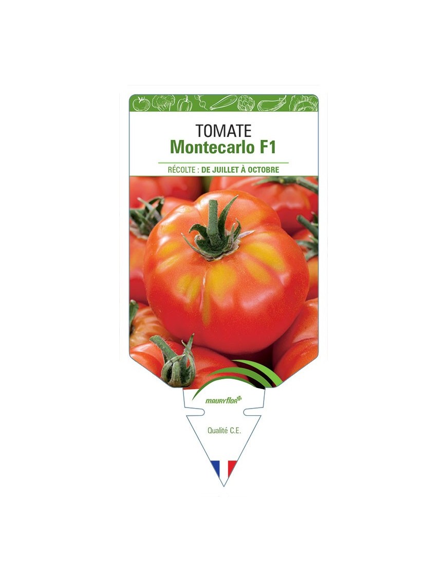 TOMATE MONTECARLO F1