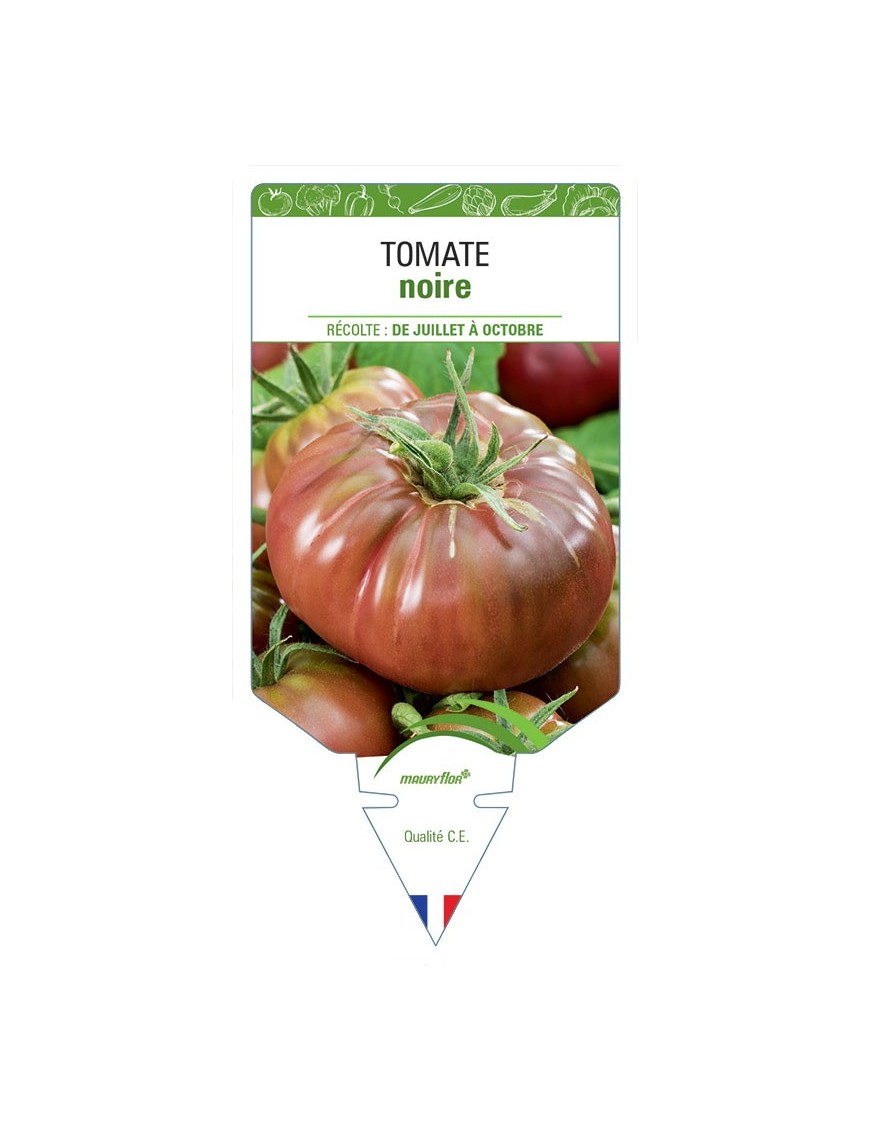 TOMATE NOIRE (grosse et côtelée) *