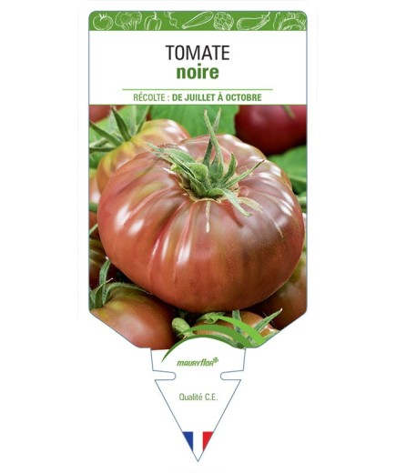 TOMATE NOIRE (grosse et côtelée) *