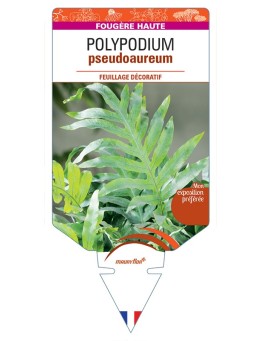 POLYPODIUM pseudoaureum
