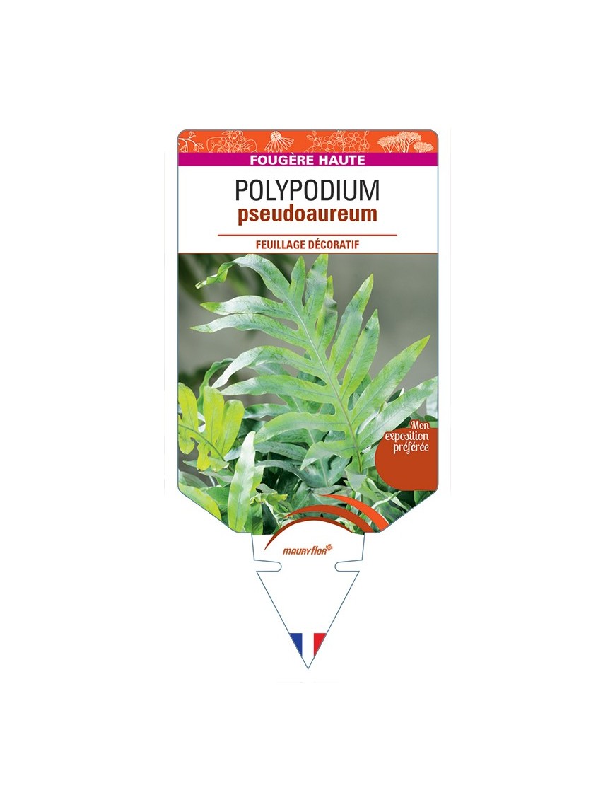 POLYPODIUM pseudoaureum