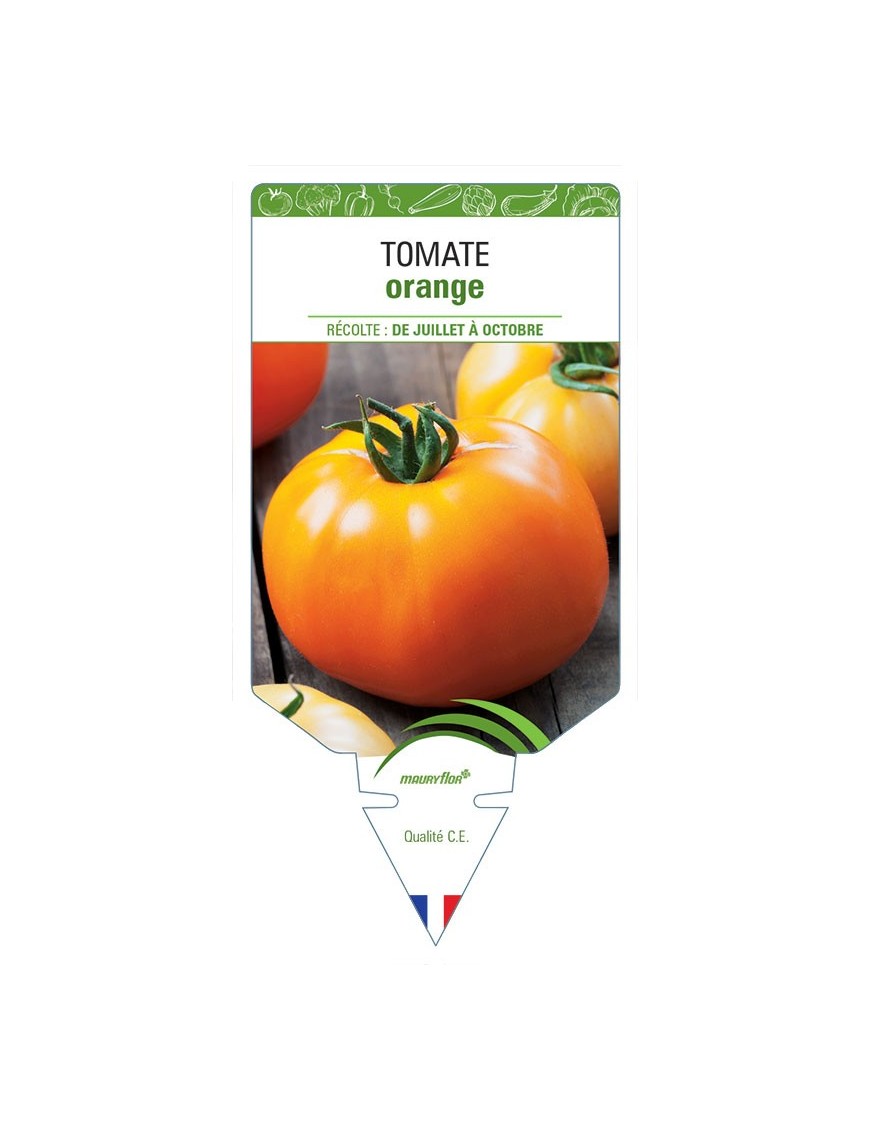 TOMATE ORANGE