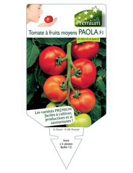 TOMATE à fruits moyens PAOLA F1