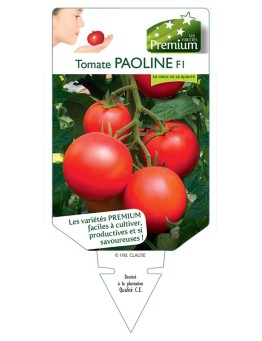 TOMATE PAOLINE