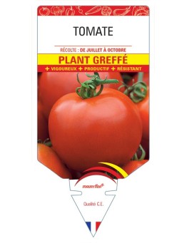 TOMATE PLANT GREFFÉ