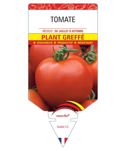 TOMATE PLANT GREFFÉ