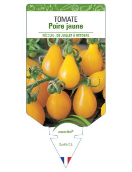 TOMATE POIRE JAUNE
