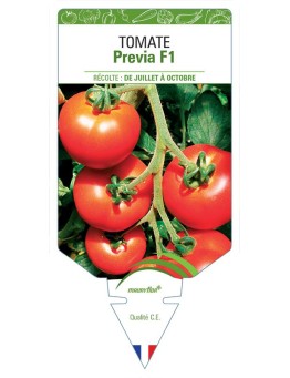 TOMATE PREVIA F1