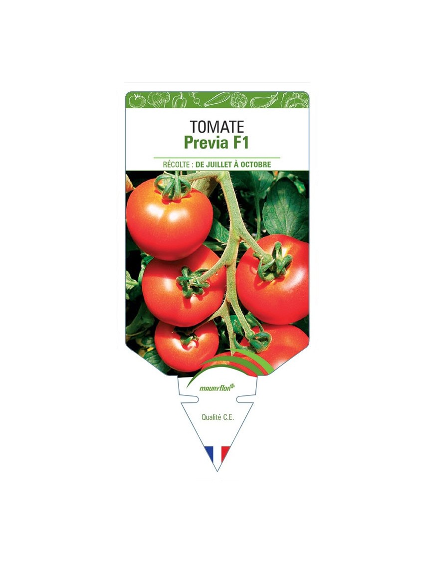 TOMATE PREVIA F1