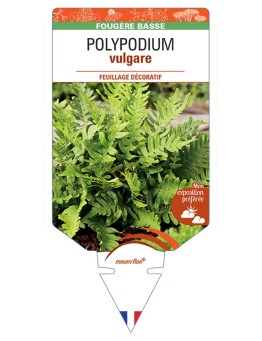 POLYPODIUM vulgare