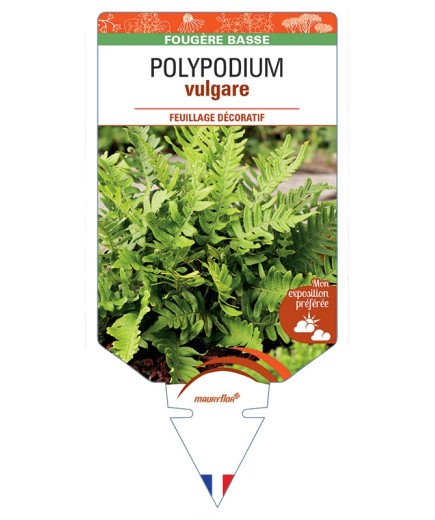 POLYPODIUM vulgare