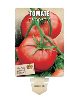 TOMATE RAMPANTE *
