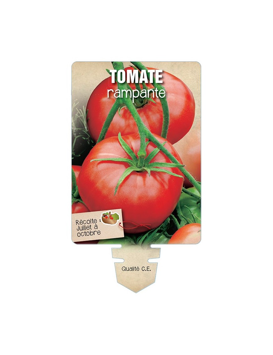 TOMATE RAMPANTE *