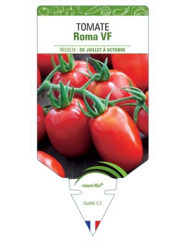 TOMATE ROMA VF