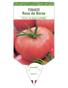 TOMATE ROSE DE BERNE