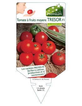 TOMATE à fruits moyens TRESOR F1 *