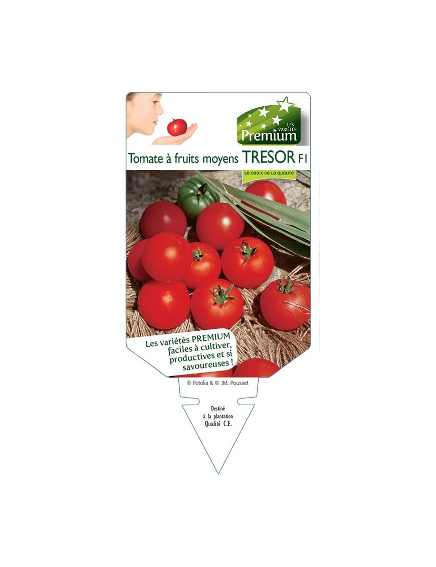 TOMATE à fruits moyens TRESOR F1 *